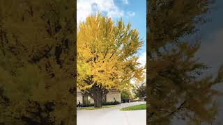 668 Ginkgo Biloba in Fall  University Campus  Subscribe usamusicgingoogindialove 🇺🇸 [upl. by Leandre]