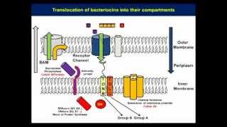 Structure and mechanistic studies of pesticin by Kornelius Zeth [upl. by Aryt589]