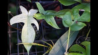 How to Propagate a Philodendron — Plant One On Me — Ep 059 [upl. by Agatha]