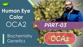 Human Eye Color Lecture  PART3  OCA2 gene  Pprotein  melanosomes  Basic Science Series [upl. by Meesak]