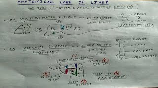 Anatomical Lobe of Liver  4  Abdomen Anatomy  TCML [upl. by Soma544]