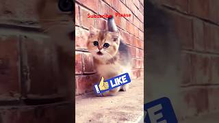 cat mama shortvideo comedy 😺 [upl. by Ariaet]