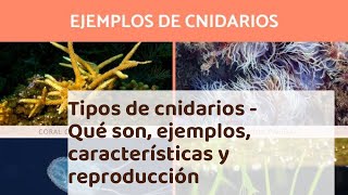 Tipos de cnidarios  Qué son ejemplos características y reproducción [upl. by Undine881]