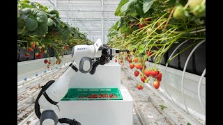 Strawberry Harvesting Robot  Introducing BERRY [upl. by Azeret]