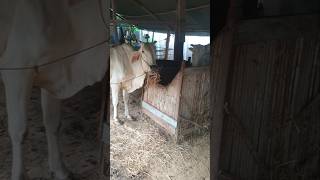 Cows eating straw grazing animalfarming cow wildlife pets cowfeed [upl. by Nadroj]