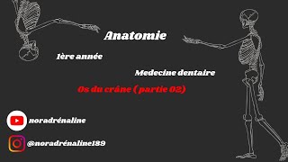 les os du crâne partie 2 Anatomie شرح بالدارجة [upl. by Liemaj32]