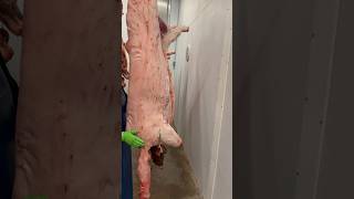 Butchering a Pig farming pasturedpork butcher [upl. by Kempe702]