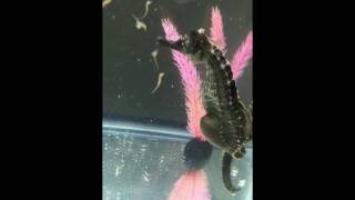 Best Seahorse giving birth video [upl. by Rucker]