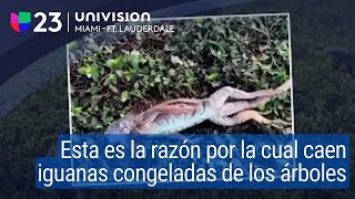 Iguanas congeladas por esta razón están cayendo de los árboles [upl. by Elitnahc]