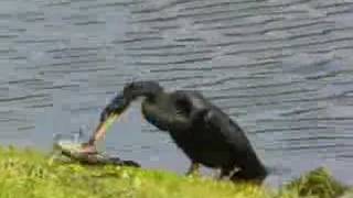 anhinga feeding II [upl. by Shoemaker522]