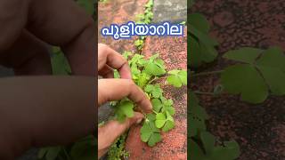 🍀 പുളിയാറില  Oxalis corniculata 🍀 [upl. by Atin335]