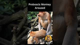 Aroused Proboscis Monkey 🐒 shorts [upl. by Aicekat]