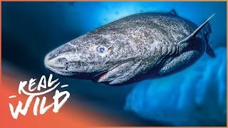 The Greenland Shark The Search For A 400YearOld Monster  Natural Kingdom  Real Wild [upl. by Goldina]