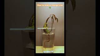 How to make a DIY Mango 🥭 tree asmr viral plants food fruit shorts funny new amazing [upl. by Ariaic33]