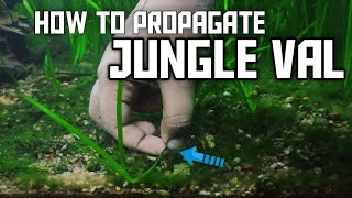 How to PROPAGATE Jungle Val plant in your aquarium  Vallisneria [upl. by Marven]