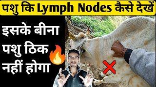 पशु में Limph Nodes कैसे देखते हैं Lymph Nodes Examination In TheileriaSurrabutalexBerenil [upl. by Nehemiah773]