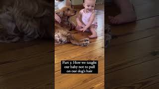 Teaching baby not to pull dogs hair [upl. by Naillimxam]