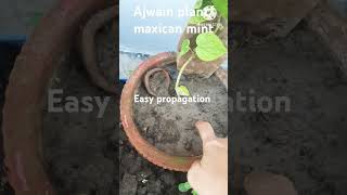 Easy propagation of ajwain plant Maxican mint grow by simple cutting rashmianaturelover [upl. by Aicirpac]