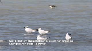 Gullbilled tern Gelochelidon nilotica nonbreeding  Sejingkat Sarawak  Ash Pond nature birds [upl. by Amyaj]