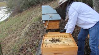 Traitement hivernal contre le varroa oxalique par dégouttement [upl. by Kirimia307]