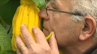 Ils cultivent les agrumes avec passion à Eus dans les PyrénéesOrientales [upl. by Kehsihba]