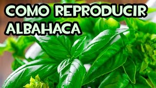 Como reproducir Albahaca por Esquejes  Sin Hormonas [upl. by Ellerey]