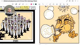 lecture 11  Staphylococcus [upl. by Yrogiarc344]