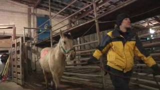 116 horses rescued in Arkansas  December 14 2010 [upl. by Zerdna]