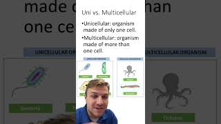 Unicellular vs Multicellular Organisms [upl. by Tjader]