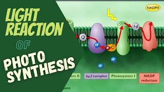 Photosynthesis Electron Transport and ATP Synthesis  Light Reaction of Photosynthesis [upl. by Kalasky30]