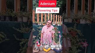 Adenium Flowering Tips adenium floweringplants [upl. by Mercuri]