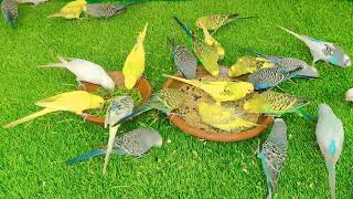 Budgies Early Morning Feeding Time Hungry Parakeets Are So Angry [upl. by Tomasine]