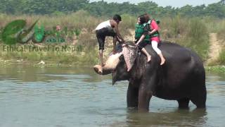 Elephant Bath in Chitwan National Park  Worst Animals Tourism [upl. by Ominorej]