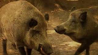 Vor 20 Jahren Wildschweinplage in Berlin  SPIEGEL TV [upl. by Ailet]