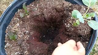 Transplanting Collard GreensUp Potting Collard Greens [upl. by Schifra]