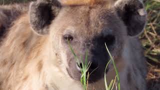 Baby Hyena cubs at Masai Mara Kenya [upl. by Odericus]