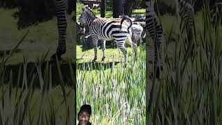 zebra animals nature wildlife cute shortvideo horse duetz comedyfilms animaltv [upl. by Myer]