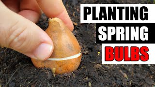 Planting A Flower Bulb Garden  Spring Bulbs [upl. by Marozas439]