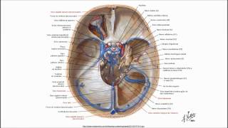 Meninges seios da duramáter e cisternas aracnóideas  NEUROANATOMIA [upl. by Linad]