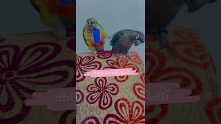 കല്ലു അദ്യ ട്രെയിനിംഗ് l Mittu amp Kallu My companion l Pet Bird Training l Mottathalayan Clicks [upl. by Doralyn]