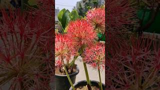 How to grow football lily Football lily propagation Haemanthus multiflorus [upl. by Reeba]