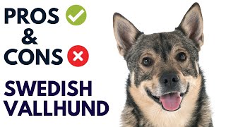 Swedish Vallhund Dog Pros and Cons  Swedish Vallhund Advantages and Disadvantages [upl. by Derian]