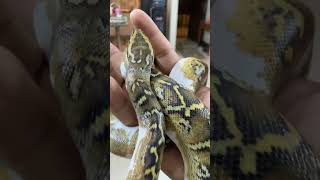 reticulated colourful python snakevideo saveanimalssavenature snakes reel [upl. by Louis]