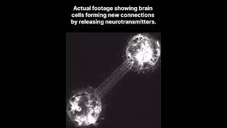 Actual footage showing brain cells forming new connections by releasing neurotransmitters [upl. by Ahtamas]