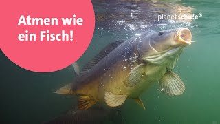 Wie Fische unter Wasser über die Kiemen atmen können  Planet Schule [upl. by Penn]