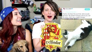 Sorting Your Cats into Hogwarts Houses ft Brizzy Voices [upl. by Athelstan]