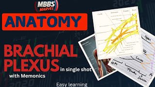 Brachial Plexus anatomy । MBBS Marvel । Mnemonics [upl. by Ruttger]