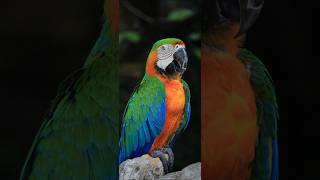 Top most beautiful macaw parrot  Ringneck parrot talking  Speaking parrot  Birds Guardian Pets 🦜 [upl. by Drhcir208]