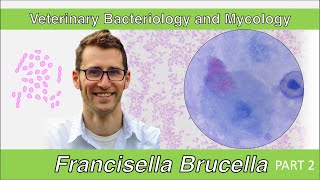 Francisella and Brucella Part 2  Veterinary Bacteriology and Mycology [upl. by Xyla]