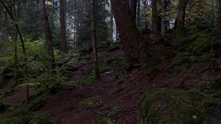 LIE  Autumn Foliage  The Hermitage Perthshire Fall 2024 [upl. by Uba944]